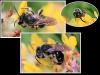 Andrena sp.